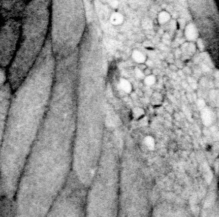 Figure 1 Original figure