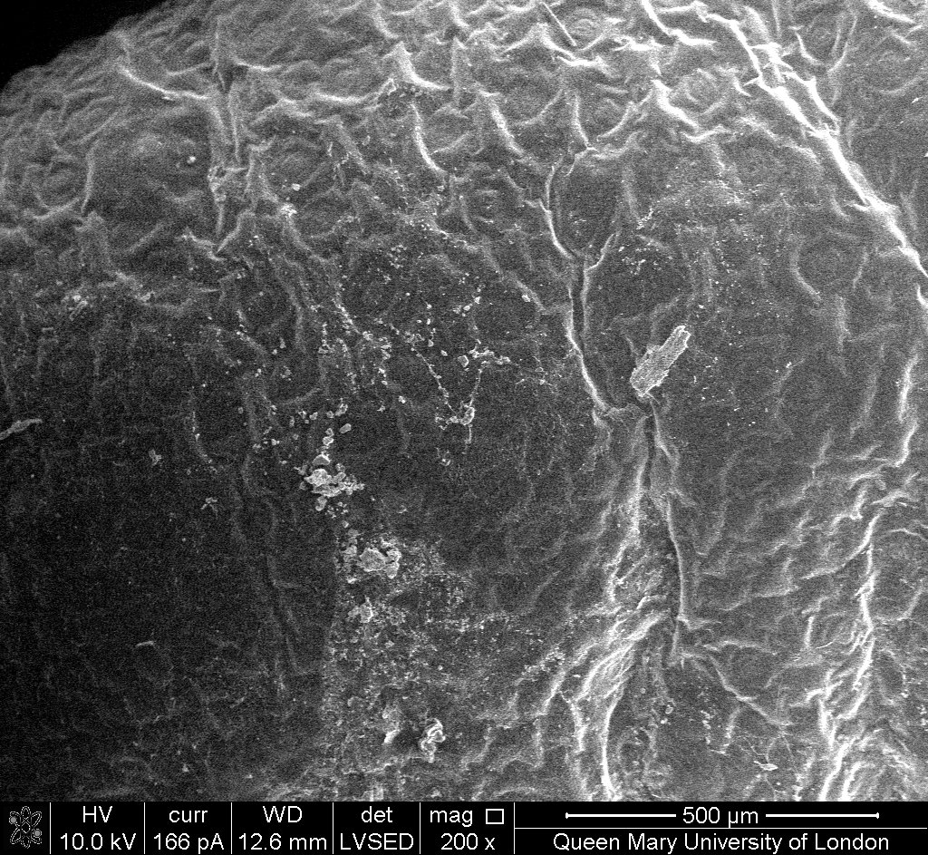 Original ESEM image