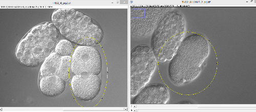 example of two already z-stack projected .ome files