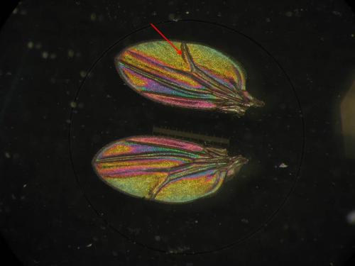 drosophila wing