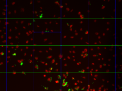 DAPI stained cells with GFP beads